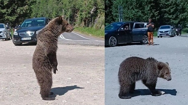 스크린샷 2025-07-11 094940.png 야생 곰 사진을 찍으며 여행하던 바이커의 비극