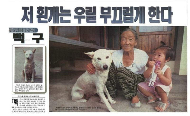 2AA8F7E9-22D1-46DE-9811-9E36A3A80375.jpeg 추억의 하얀마음 백구의 불편한 진실