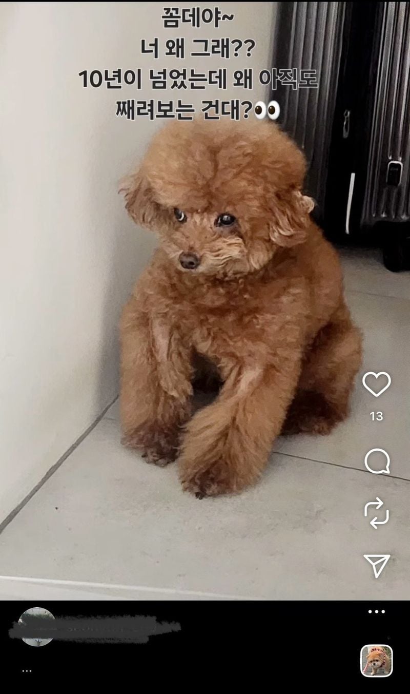 46ZWoXU7Bu2A2YIgUeKGGU.jpg 박나래 주사이모 인스타에 샤이니 키 집, 강아지들