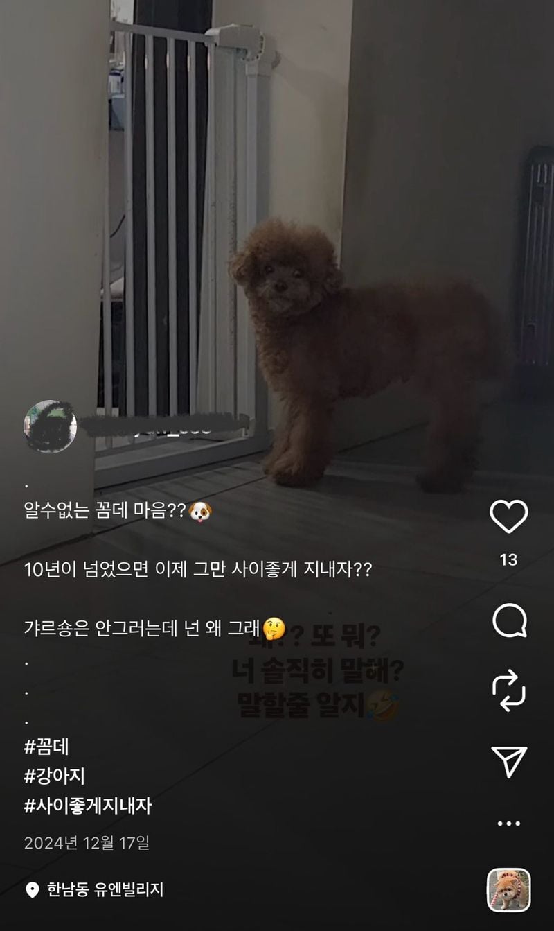 6DeFPqW8YE8CCCqyiuEUQo.jpg 박나래 주사이모 인스타에 샤이니 키 집, 강아지들