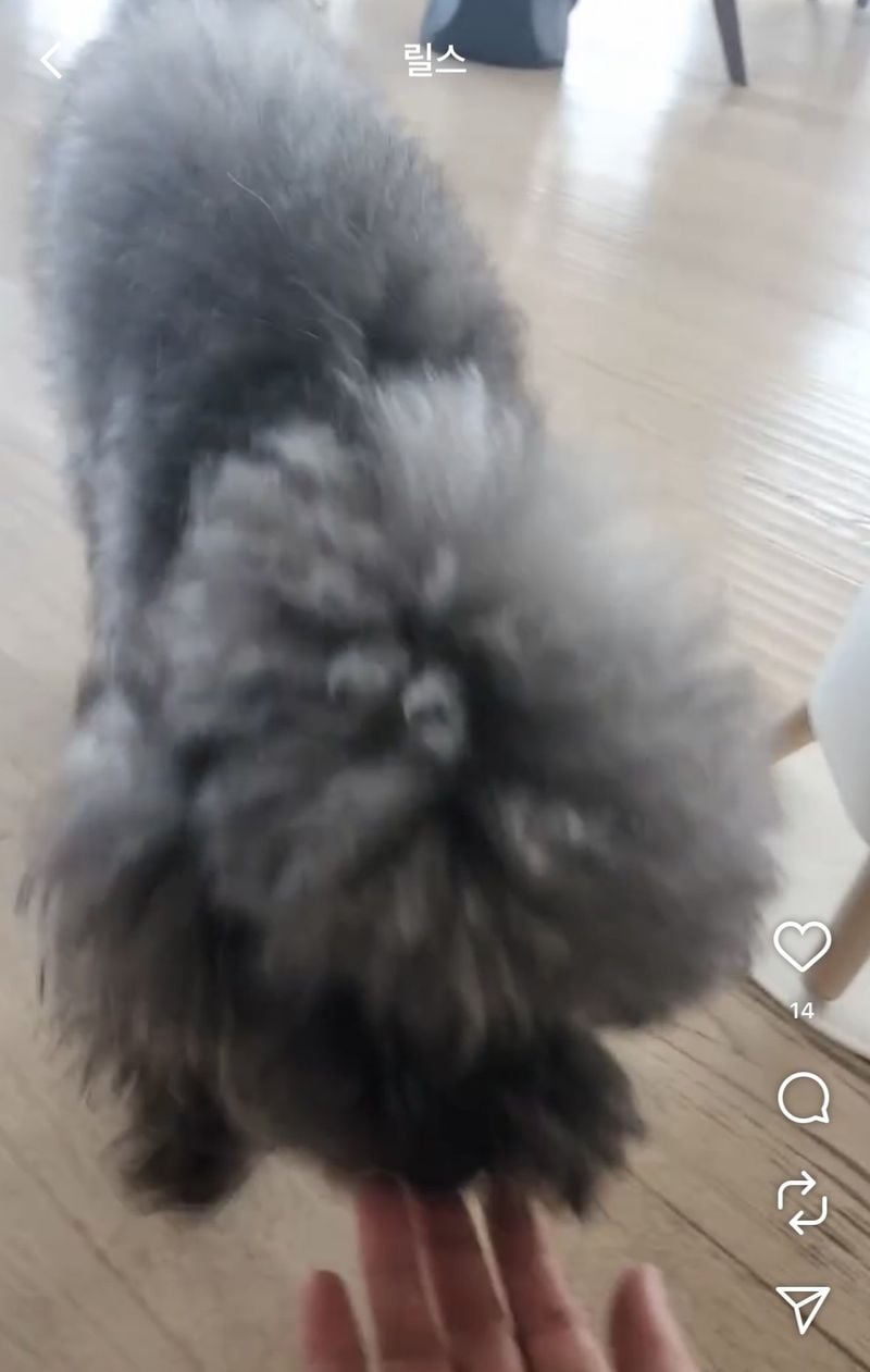 3GePiqxkuscMEUqo0Y4W6A.jpg 박나래 주사이모 인스타에 샤이니 키 집, 강아지들