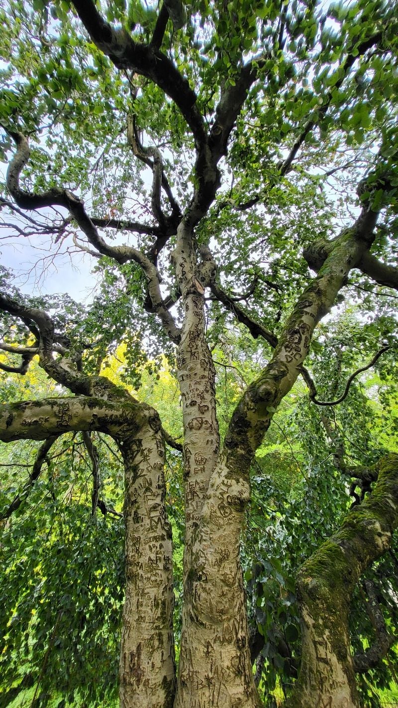 밑동에 새긴 이름들…나무는 죽을 때까지 상처를 안는다 [ESC]