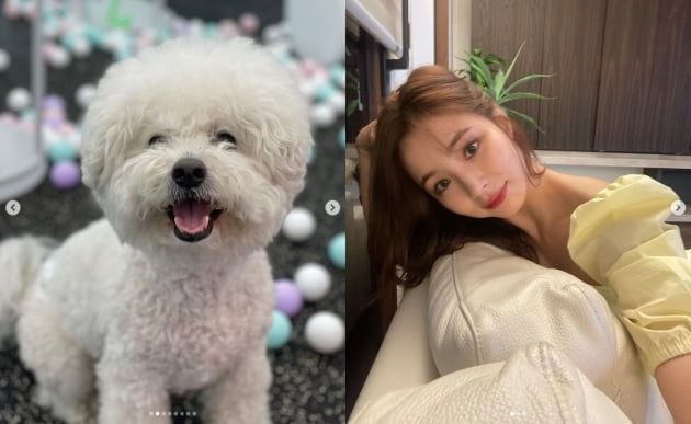 신세경 반려견 진국이 생일 축하해따뜻한 일상TEN☆ | 텐아시아