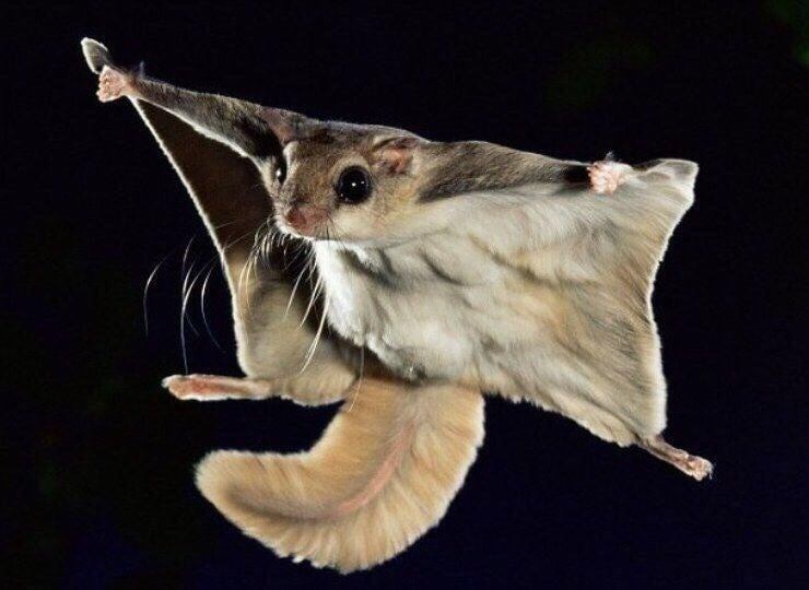 하늘다람쥐(Flying squirrel)[Pteromys volans] : 네이버 블로그