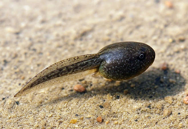 뇌 발달과정 기록하는 올챙이 실험 성공 | 스푸트니크