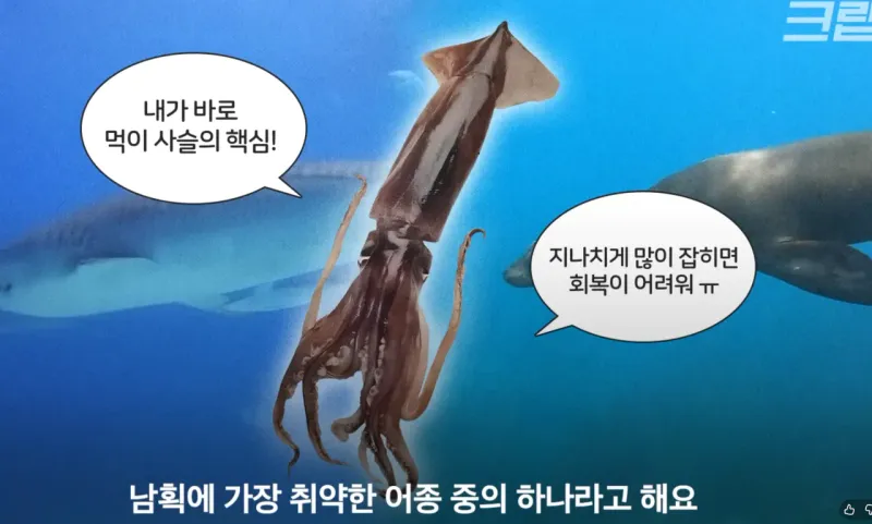 스크린샷 2026-01-10 160118.png 요즘 오징어가 비싸진 이유